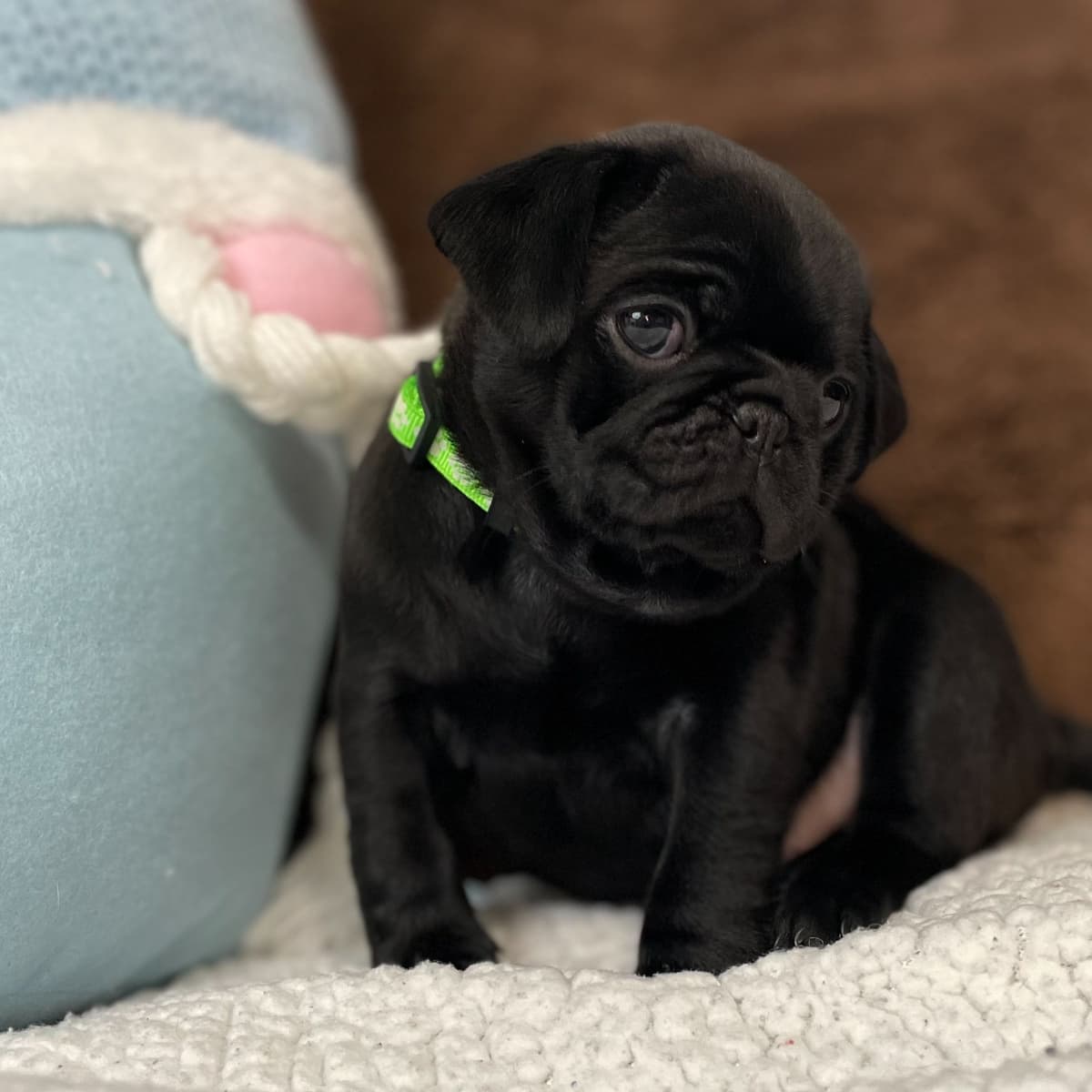 ๐พ Squishy Purebred Pug Puppies!๐พ breeder image 1