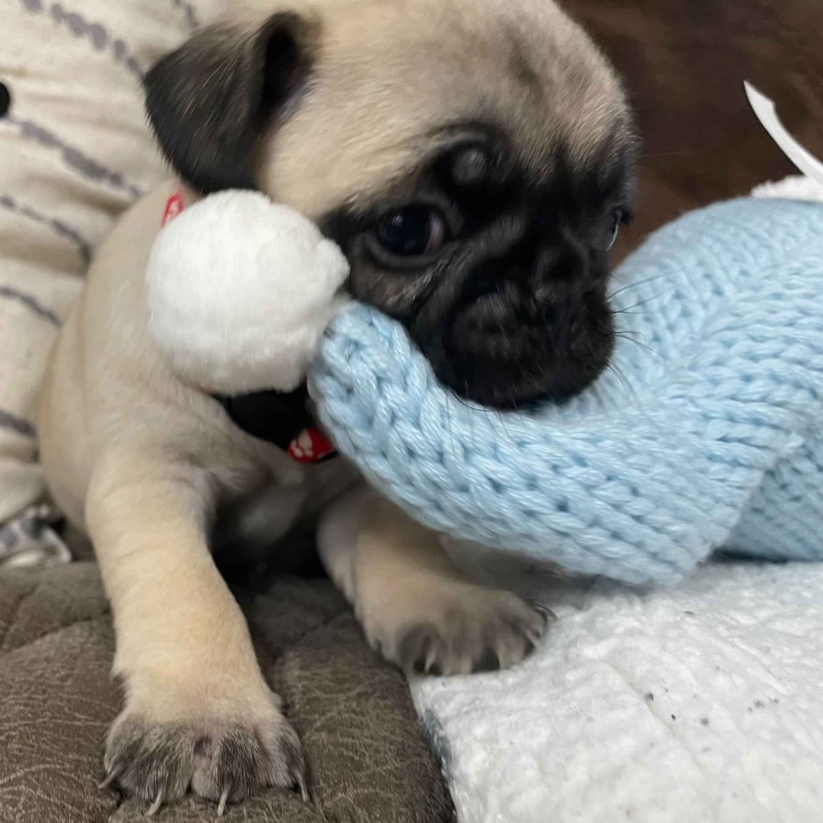๐พ Squishy Purebred Pug Puppies!๐พ breeder image 3