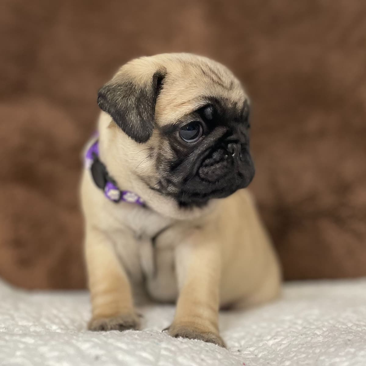 ๐พ Squishy Purebred Pug Puppies!๐พ breeder image 4