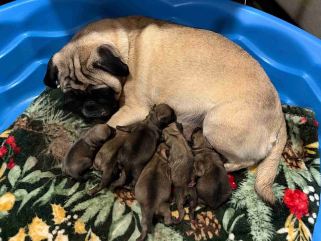 🐾 Squishy Purebred Pug Puppies!🐾 media 16