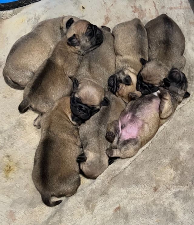 🐾 Squishy Purebred Pug Puppies!🐾 media 10