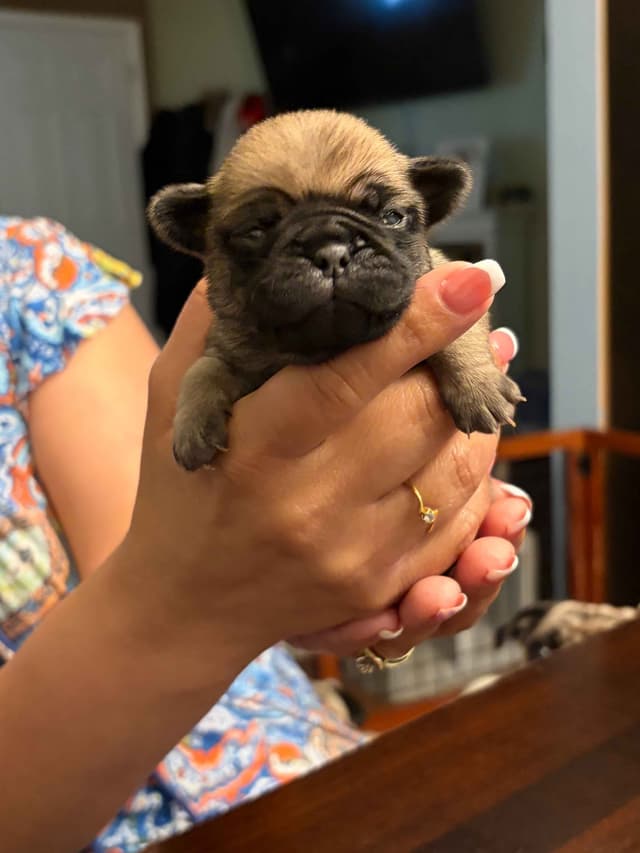 🐾 Squishy Purebred Pug Puppies!🐾 media 15