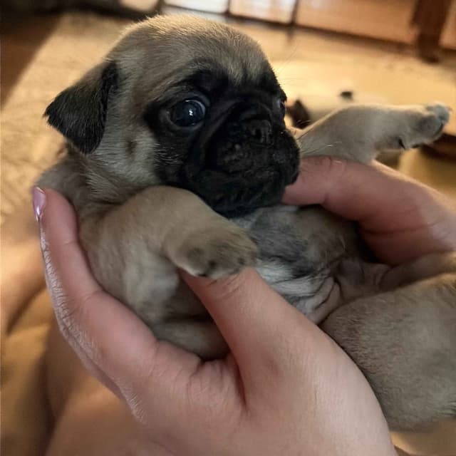🐾 Squishy Purebred Pug Puppies!🐾 media 8