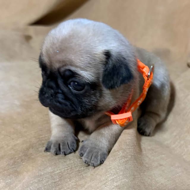 🐾 Squishy Purebred Pug Puppies!🐾 media 11