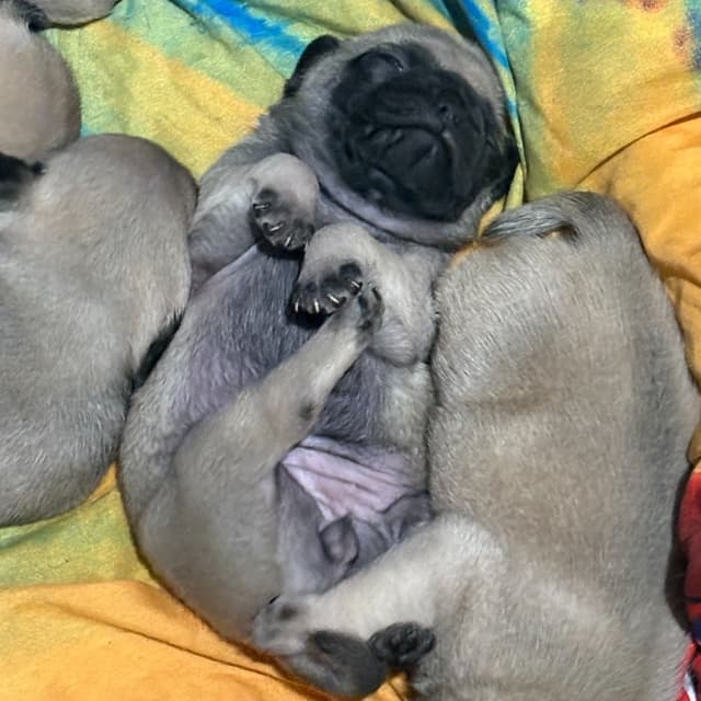 🐾 Squishy Purebred Pug Puppies!🐾 media 9