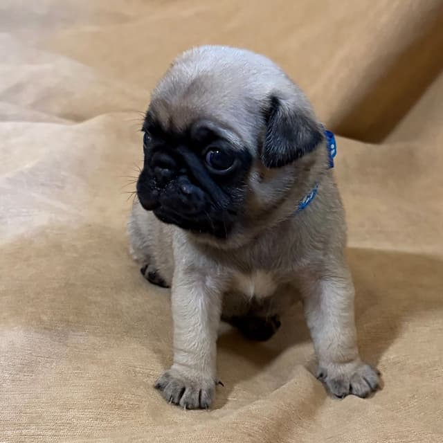 🐾 Squishy Purebred Pug Puppies!🐾 media 13