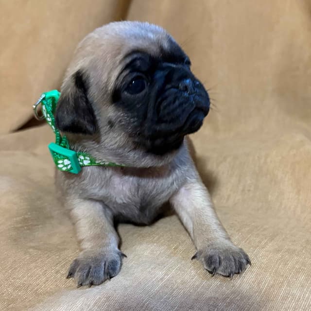 🐾 Squishy Purebred Pug Puppies!🐾 media 14