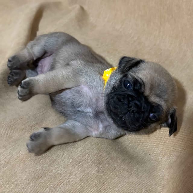 🐾 Squishy Purebred Pug Puppies!🐾 media 7