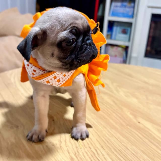 🐾 Squishy Purebred Pug Puppies!🐾 media 19