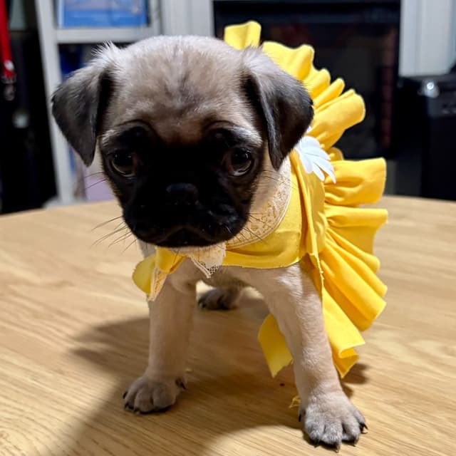 🐾 Squishy Purebred Pug Puppies!🐾 media 22
