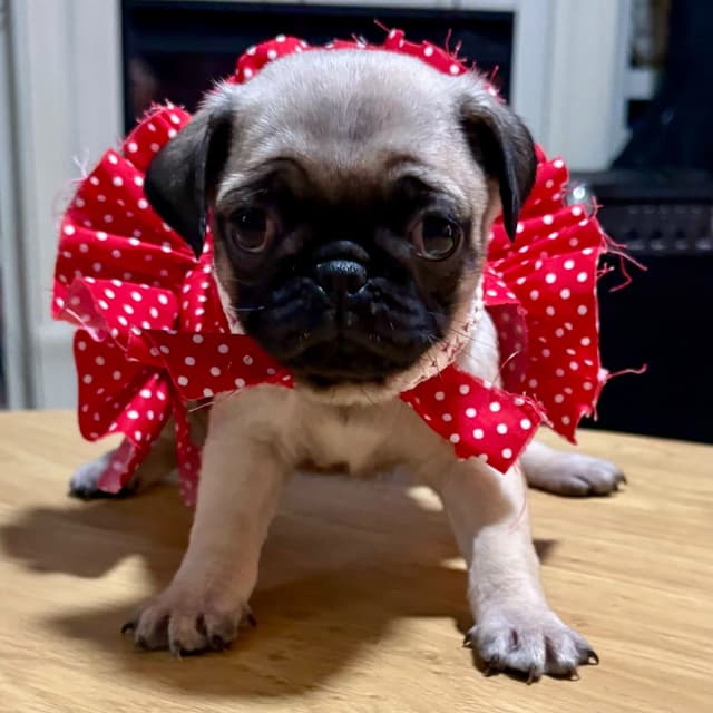🐾 Squishy Purebred Pug Puppies!🐾 media 2