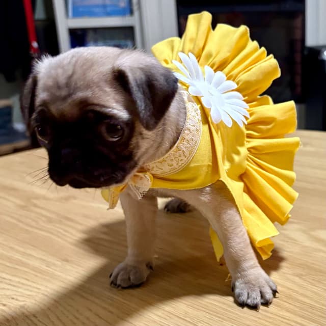🐾 Squishy Purebred Pug Puppies!🐾 media 4