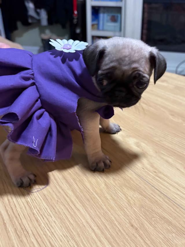 🐾 Squishy Purebred Pug Puppies!🐾 media 21