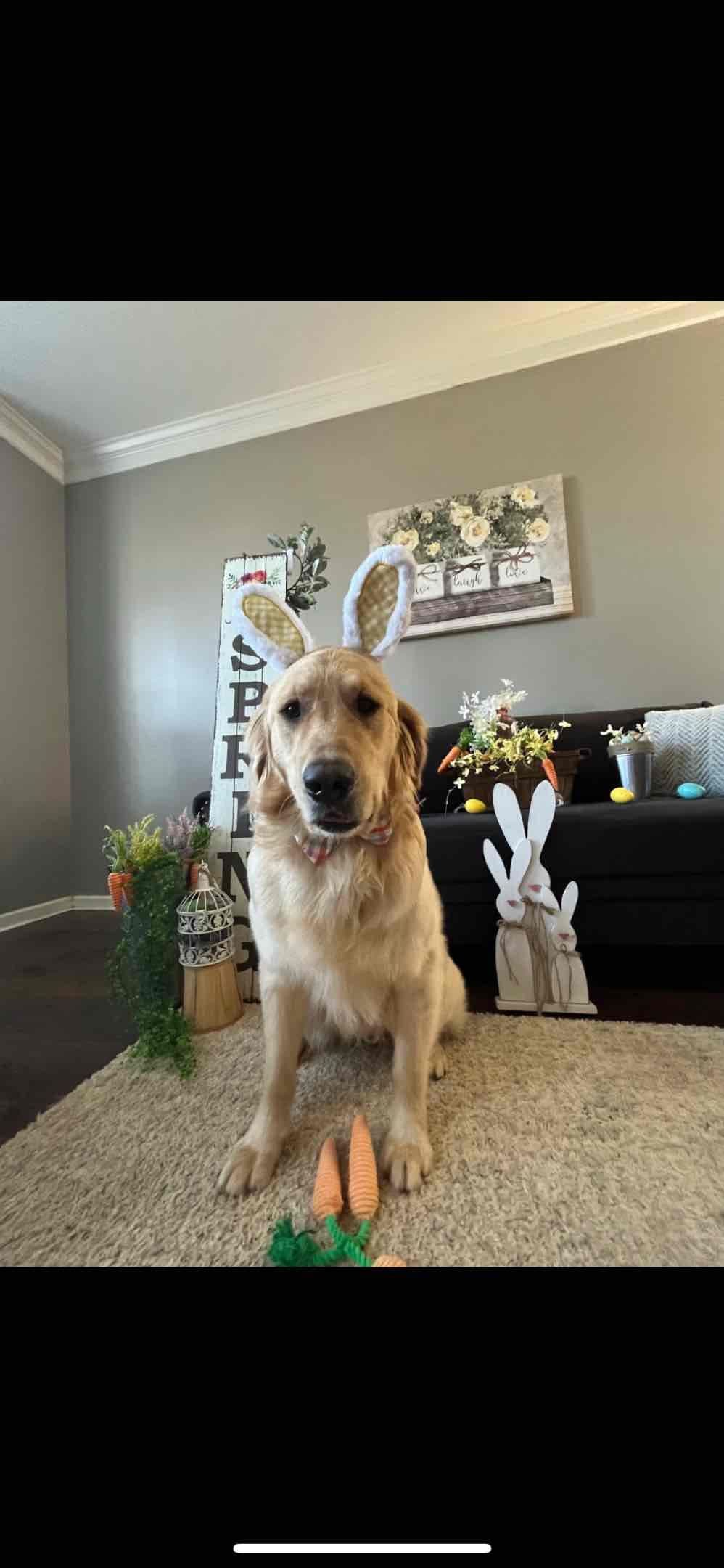 Golden Retriever Puppies breeder image 1