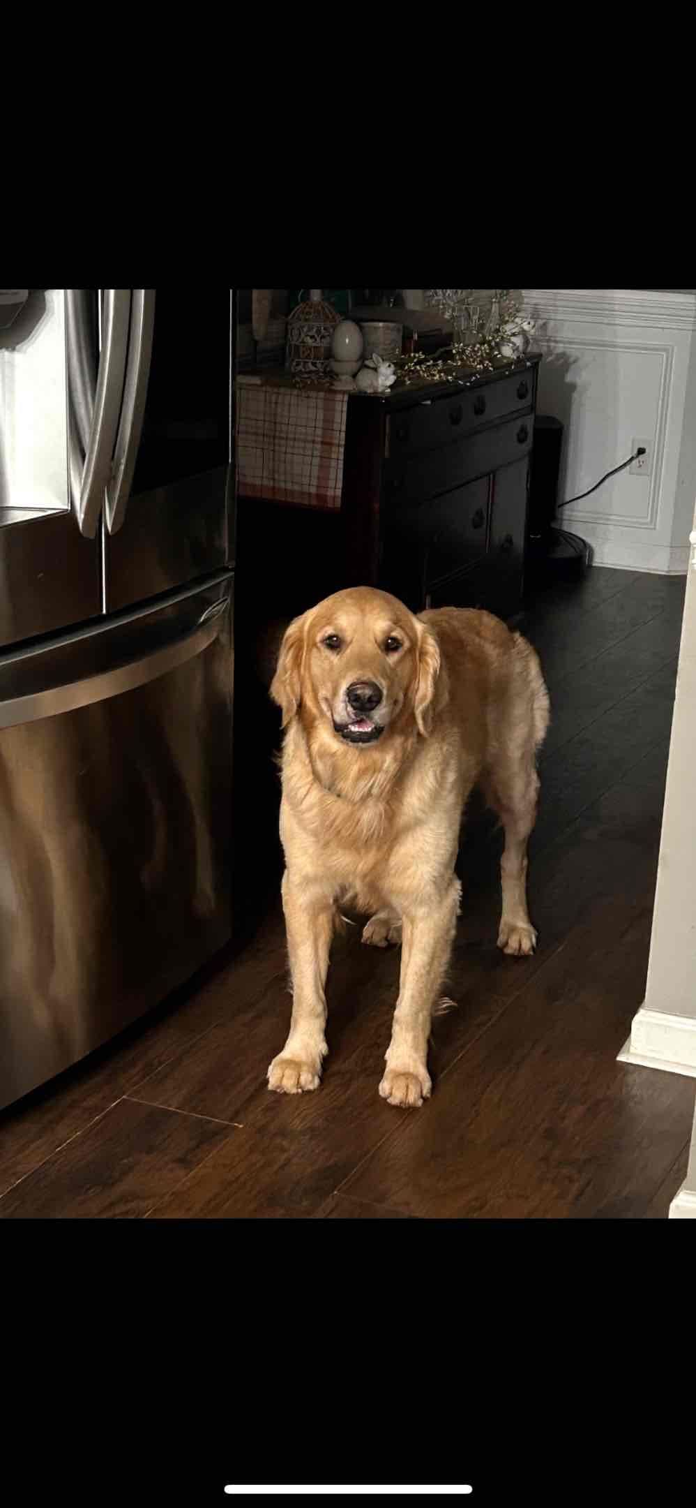 Golden Retriever Puppies breeder image 3