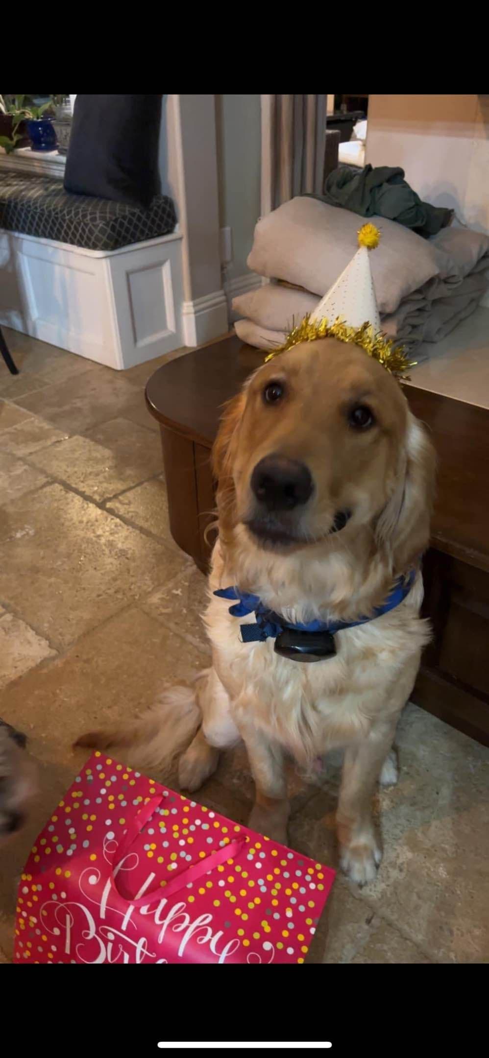 Golden Retriever Puppies breeder image 4