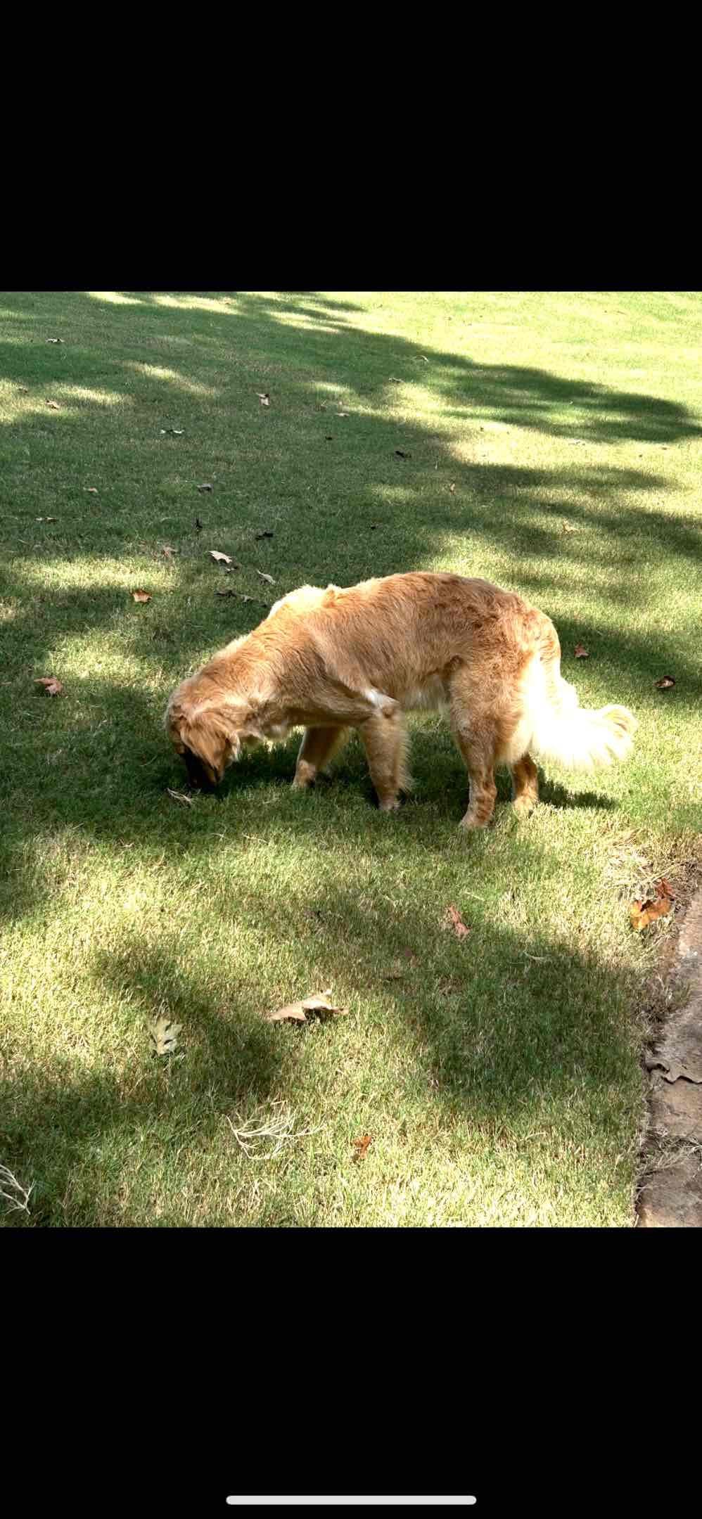 Golden Retriever Puppies breeder image 10