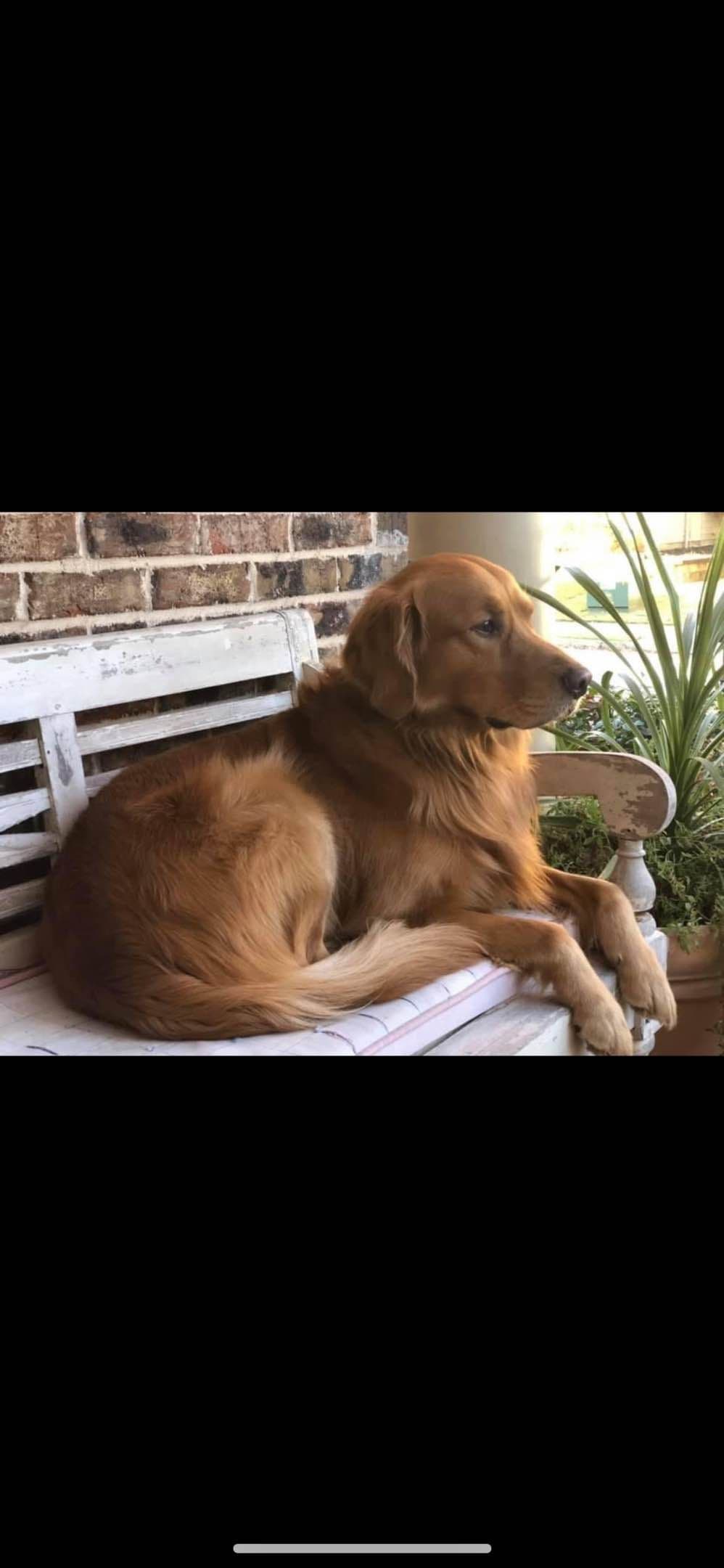 Golden Retriever Puppies breeder image 11