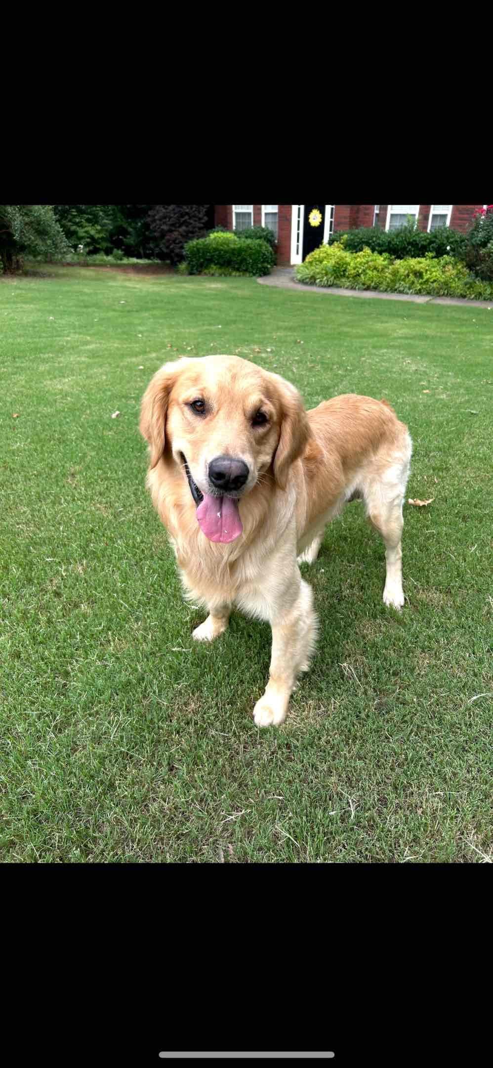 Golden Retriever Puppies breeder image 7