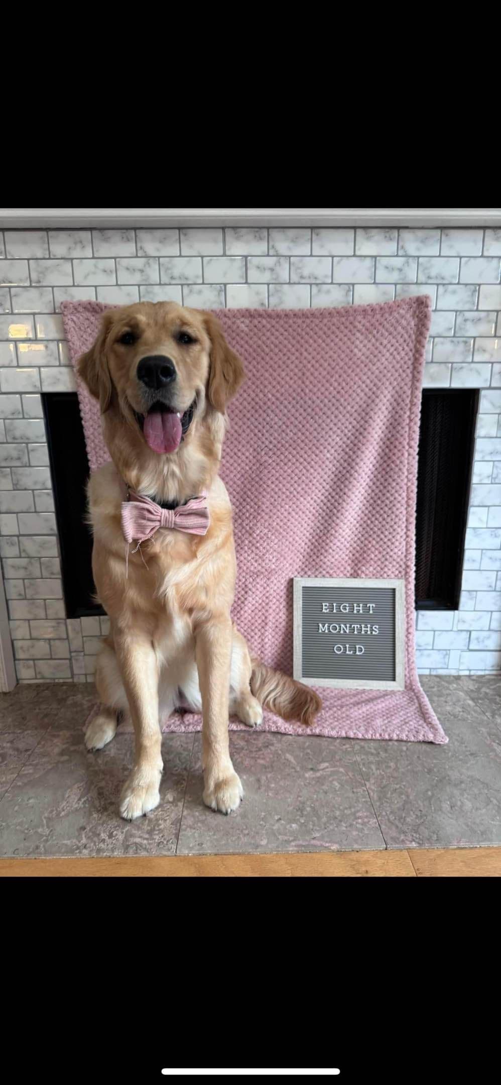 Golden Retriever Puppies breeder image 5