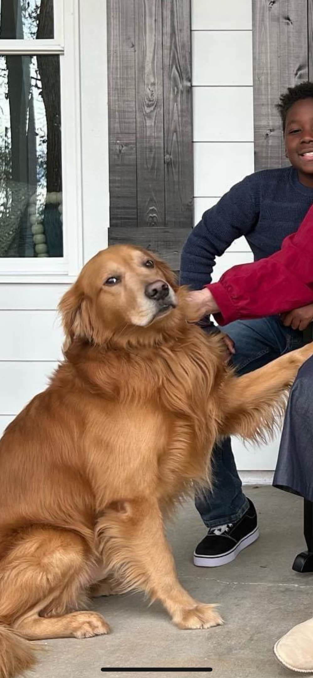 Golden Retriever Puppies breeder image 6