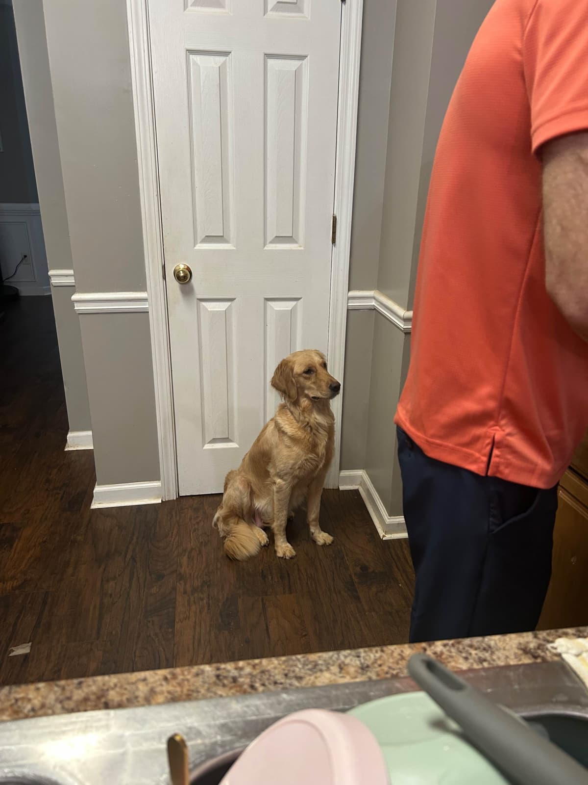 Golden Retriever Puppies breeder image 12