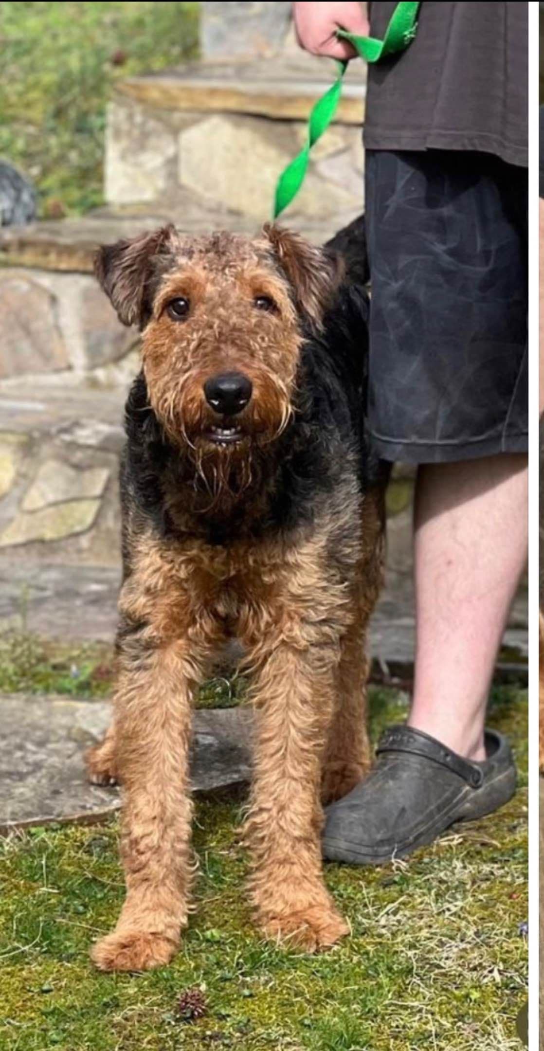 Airedale Terrier Puppies breeder image 1