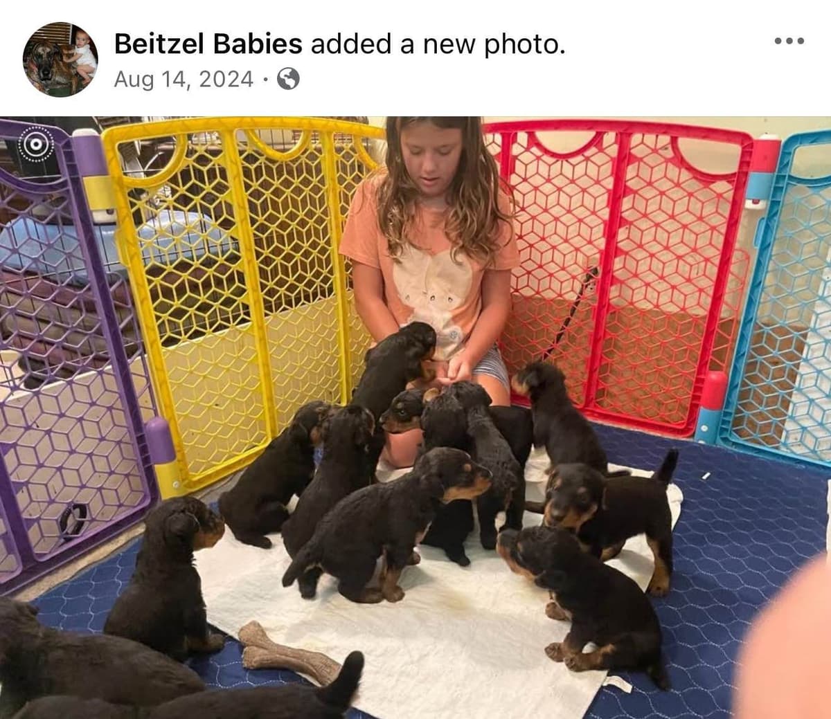 Airedale Terrier Puppies breeder image 3