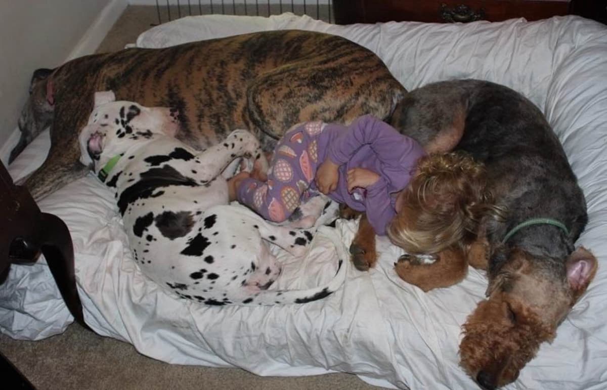 Airedale Terrier Puppies breeder image 4