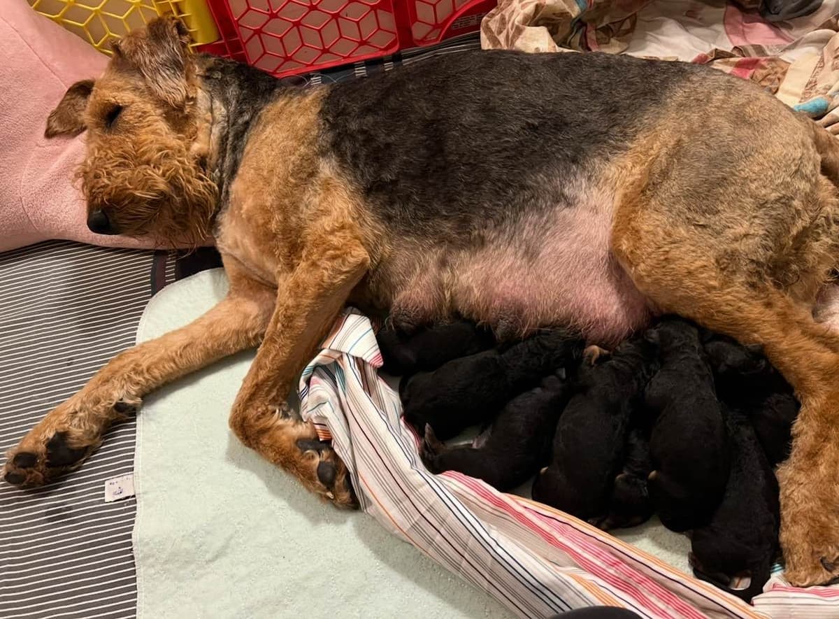 Airedale Terrier Puppies breeder image 5