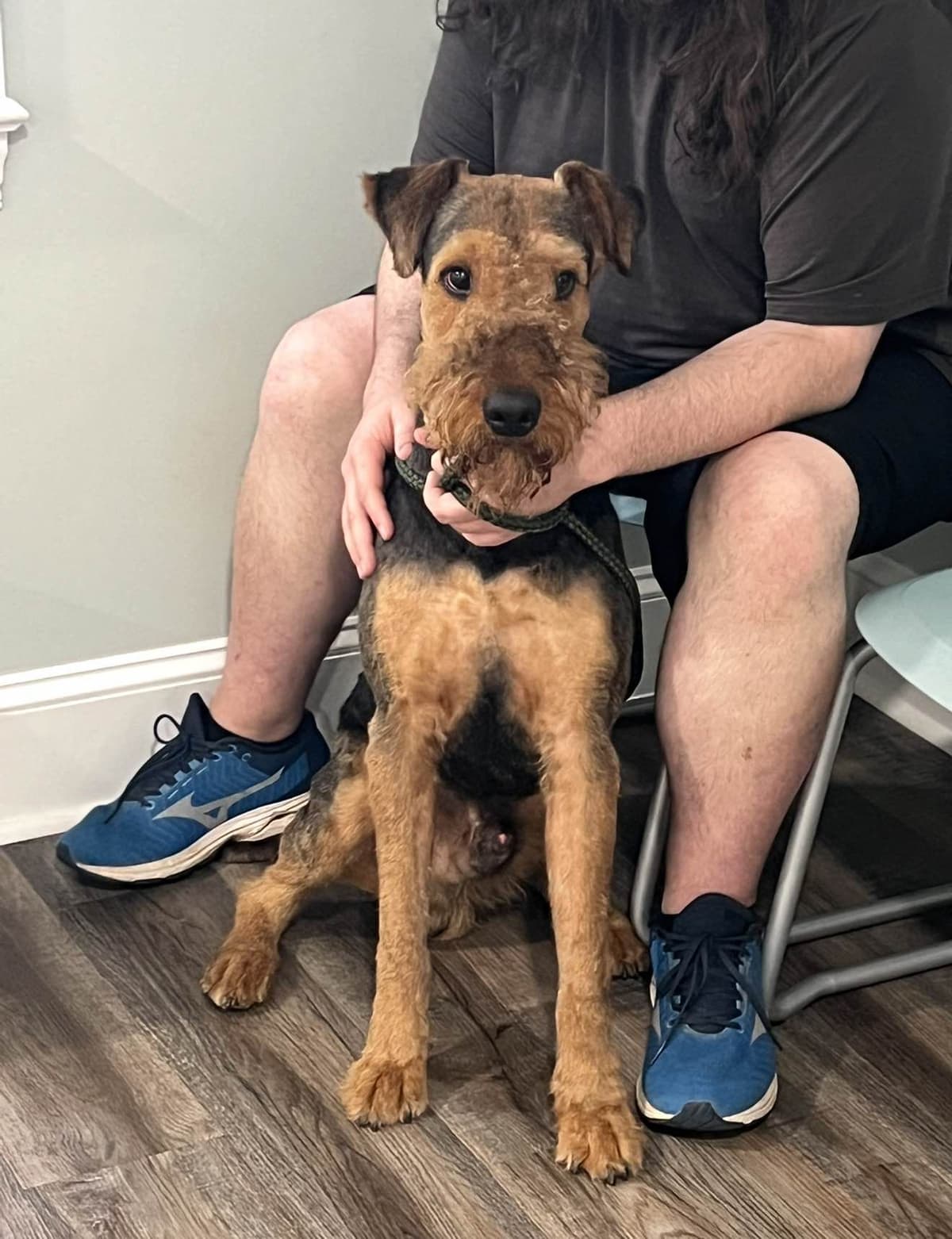 Airedale Terrier Puppies breeder image 7