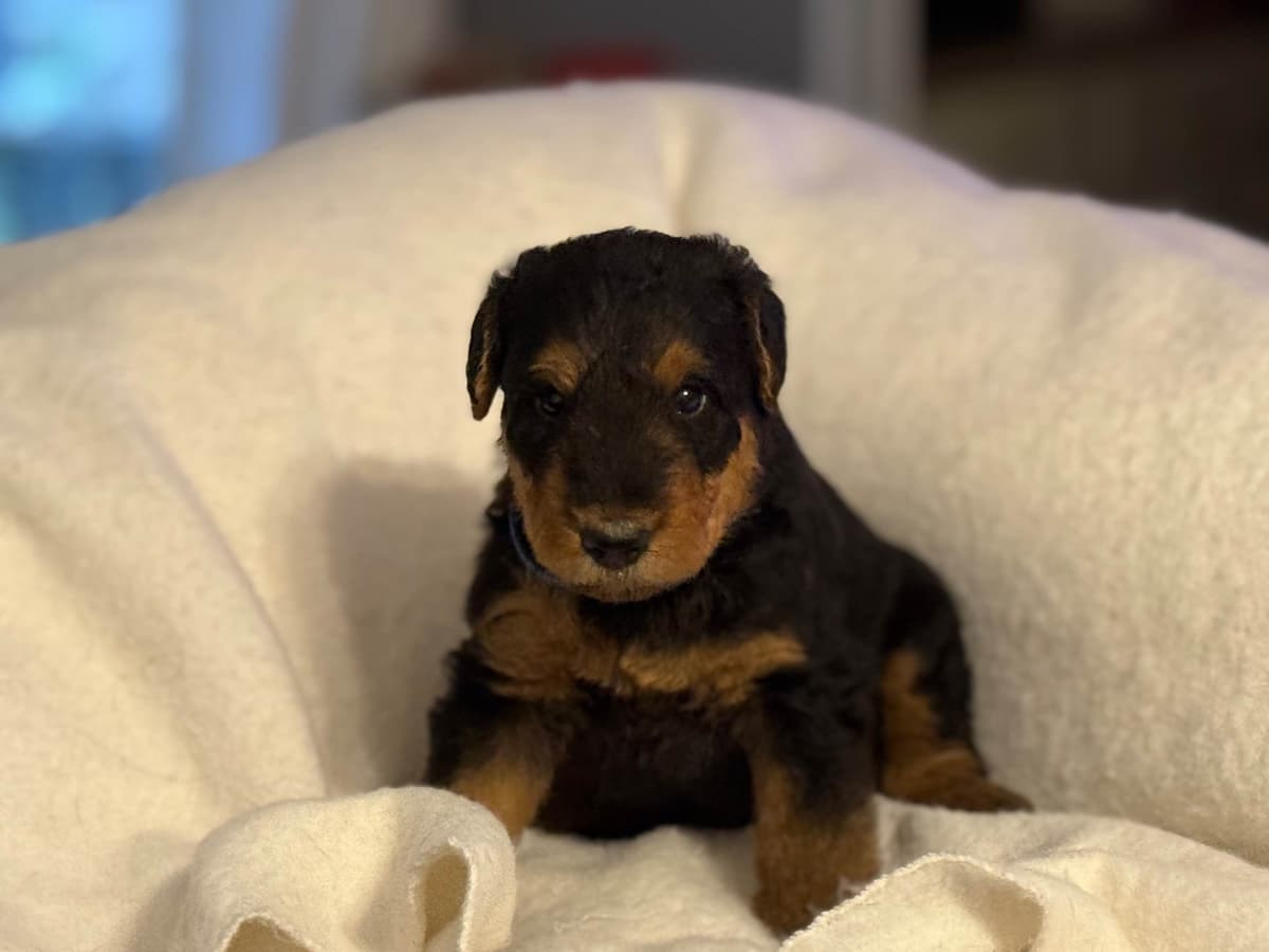 Airedale Terrier Puppies breeder image 8