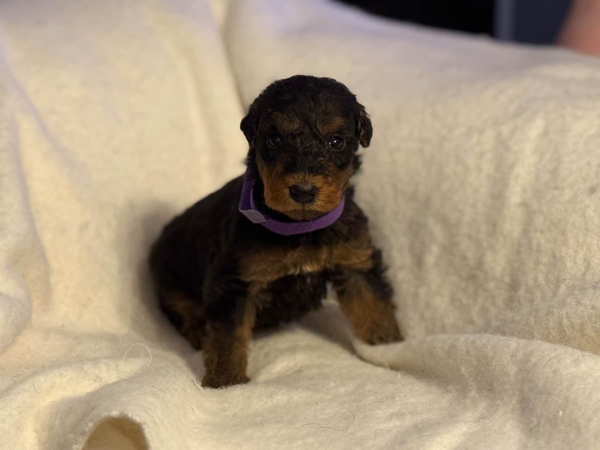 Airedale Terrier Puppies breeder image 12