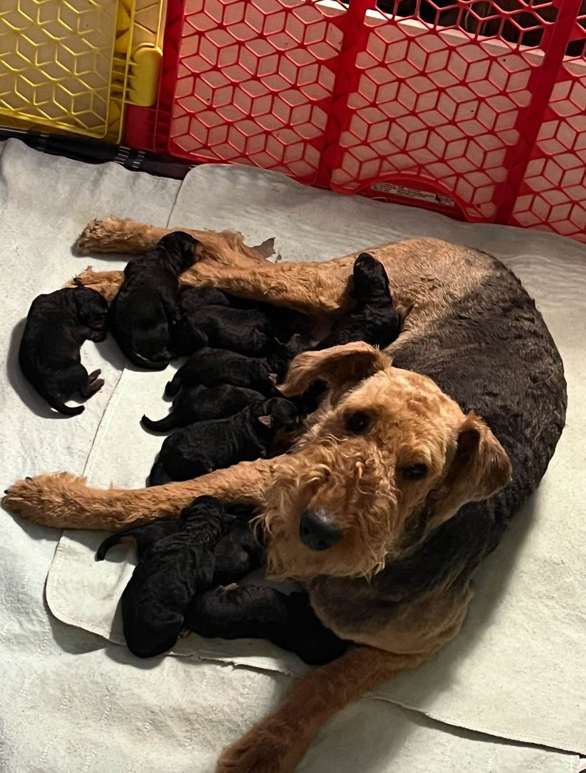 Airedale Terrier Puppies breeder image 9
