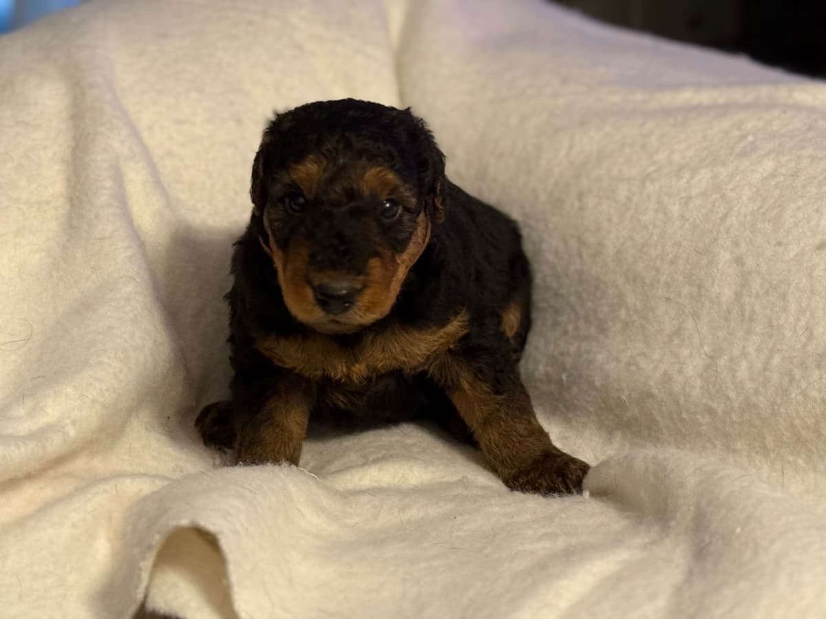 Airedale Terrier Puppies breeder image 18