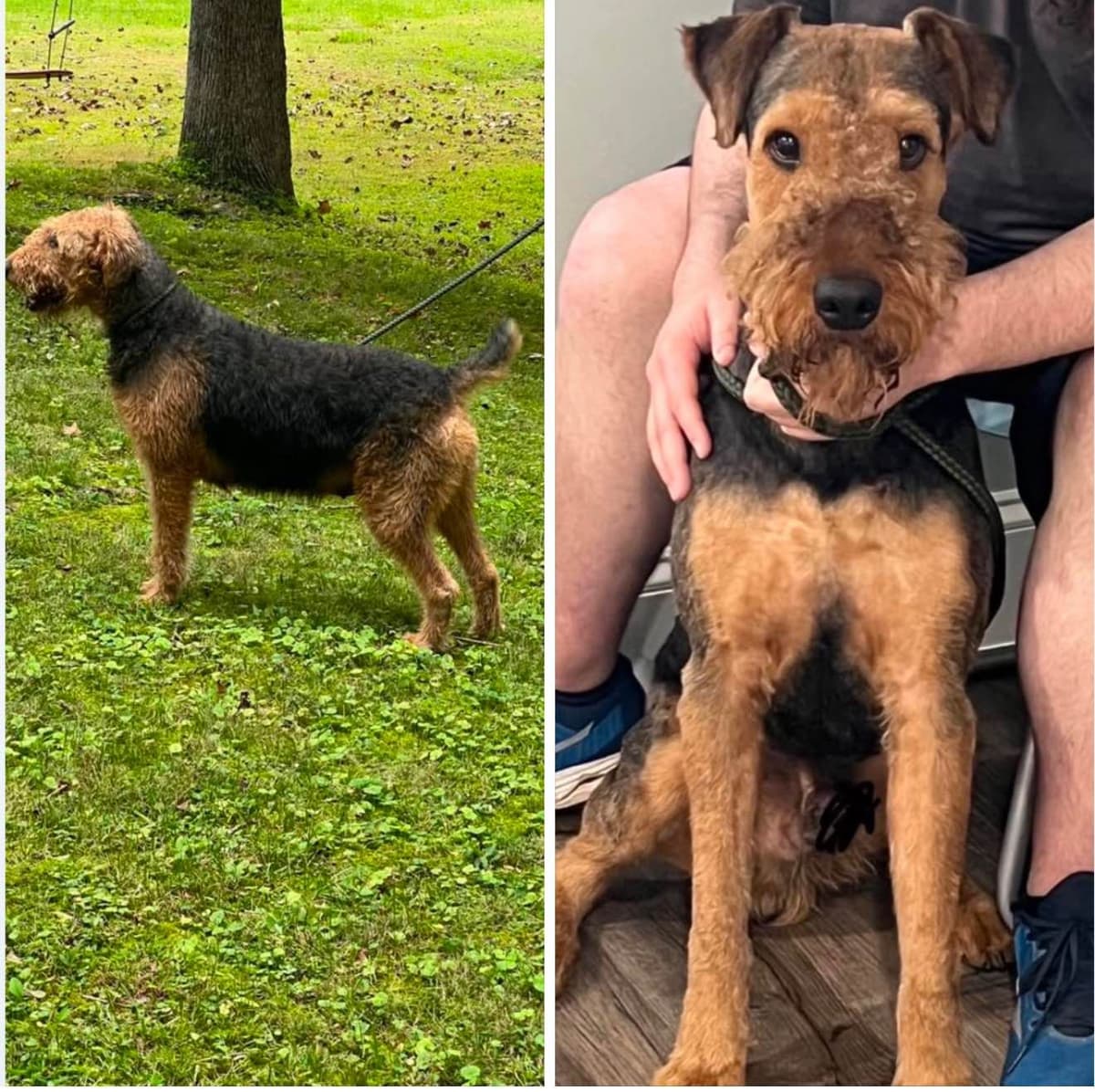 Airedale Terrier Puppies breeder image 13
