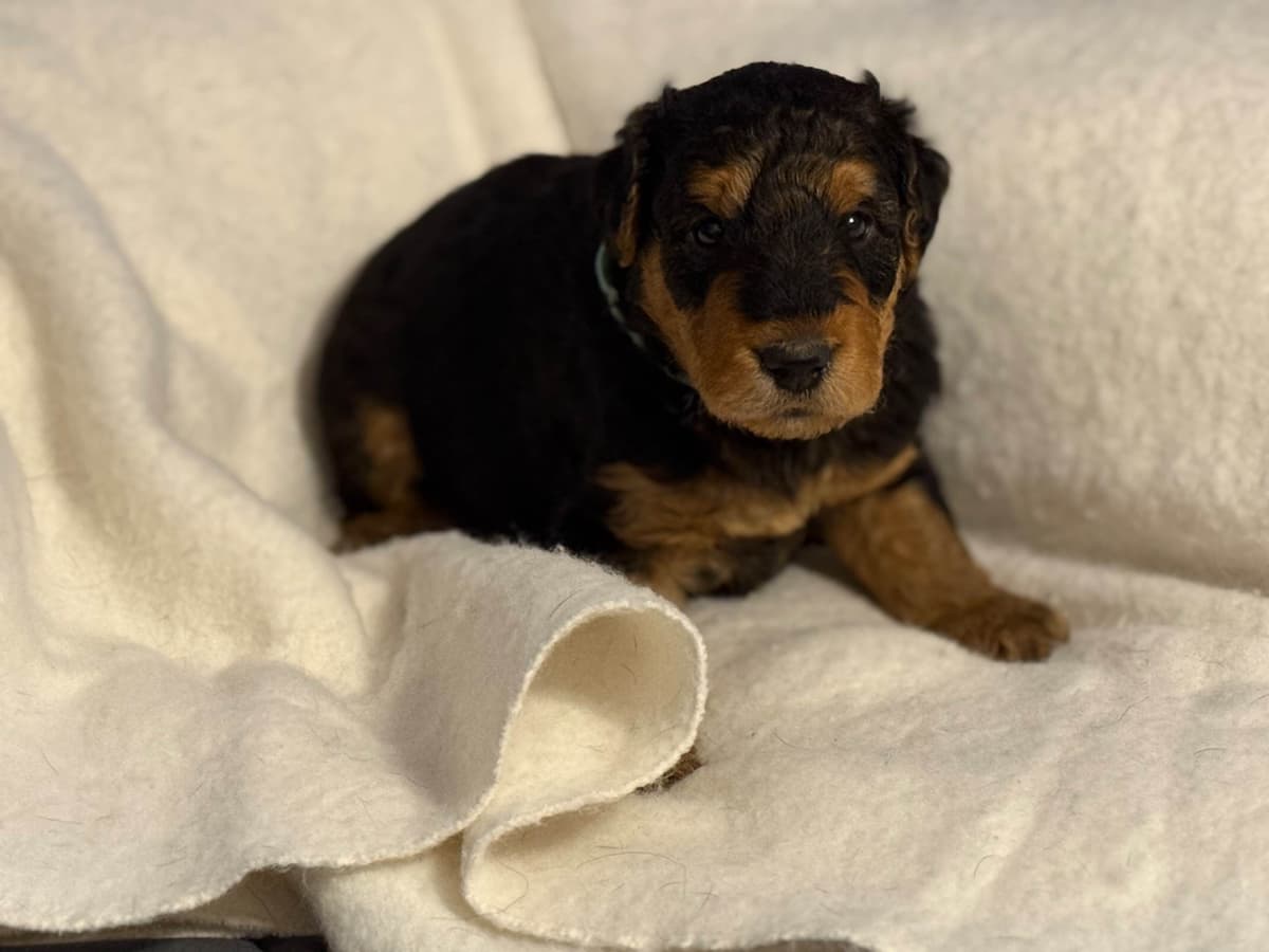 Airedale Terrier Puppies breeder image 10