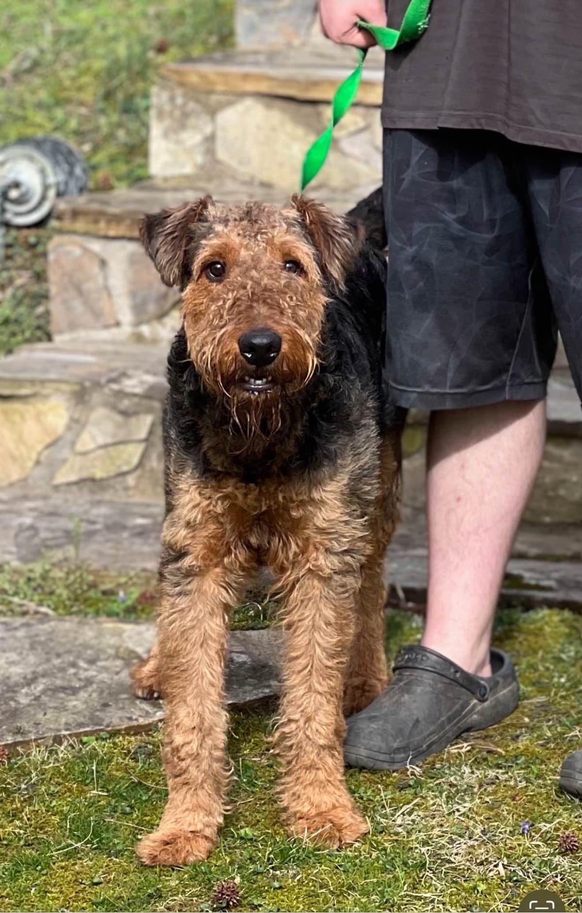 Airedale Terrier Puppies breeder image 14