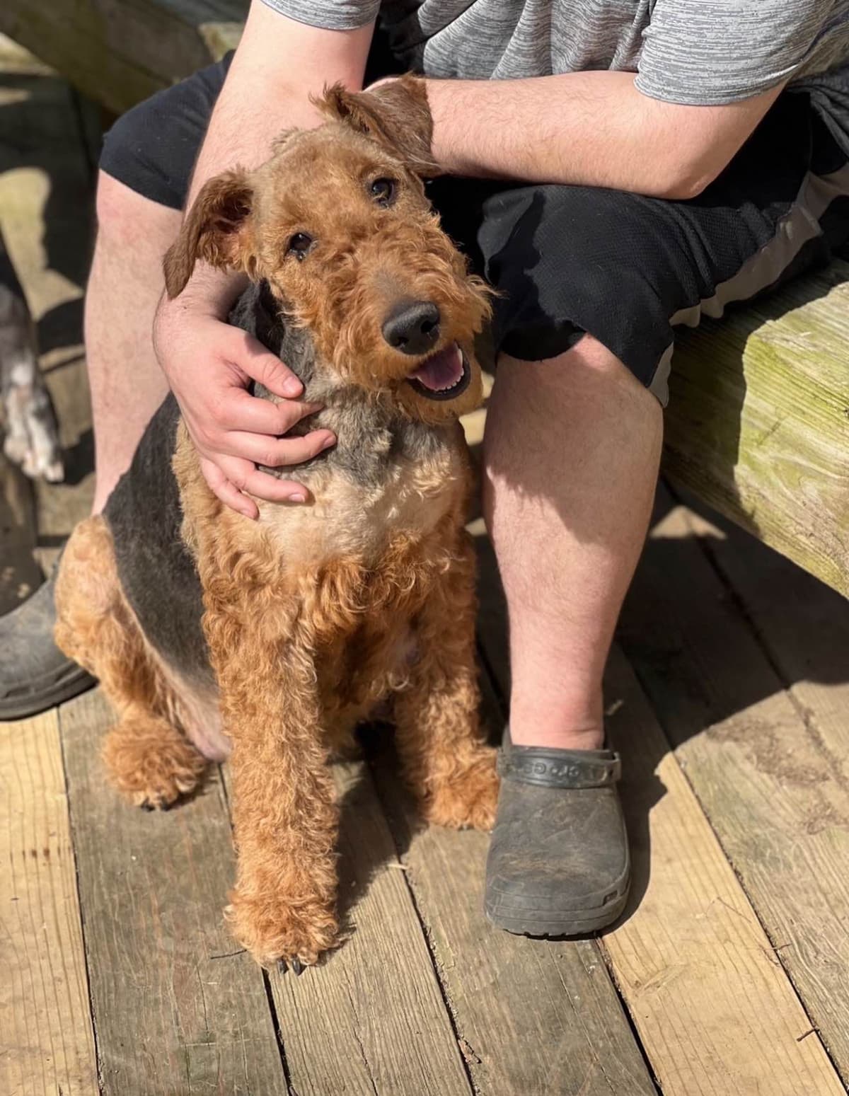 Airedale Terrier Puppies breeder image 16