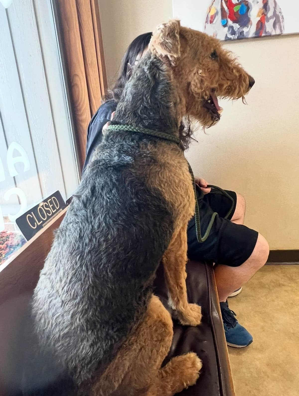 Airedale Terrier Puppies breeder image 19