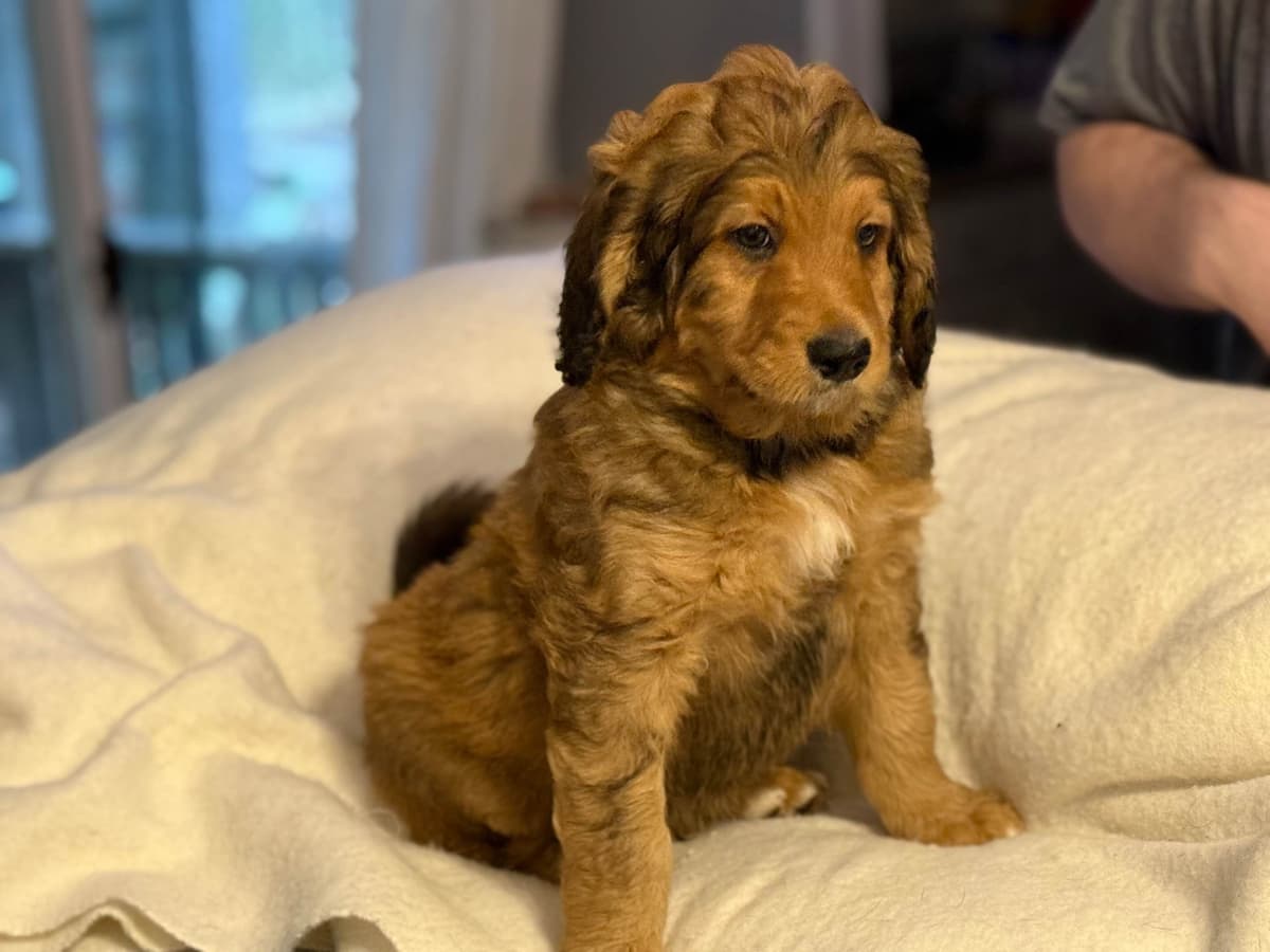Airedale Terrier Puppies breeder image 23