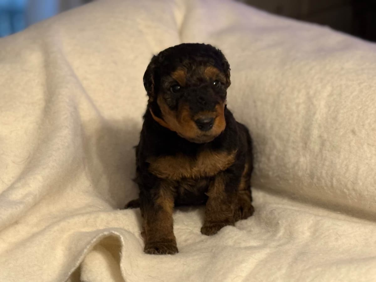 Airedale Terrier Puppies breeder image 21
