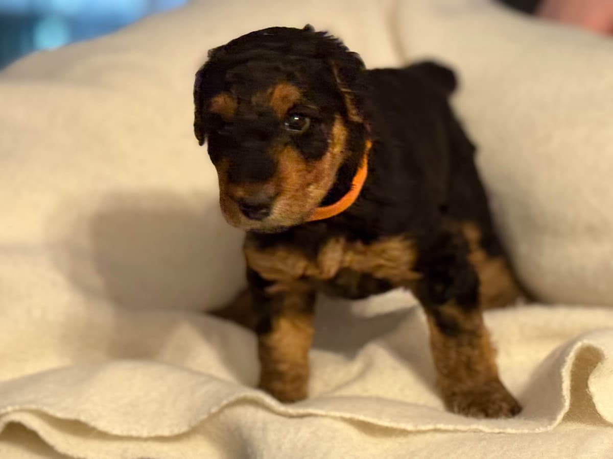 Airedale Terrier Puppies breeder image 24