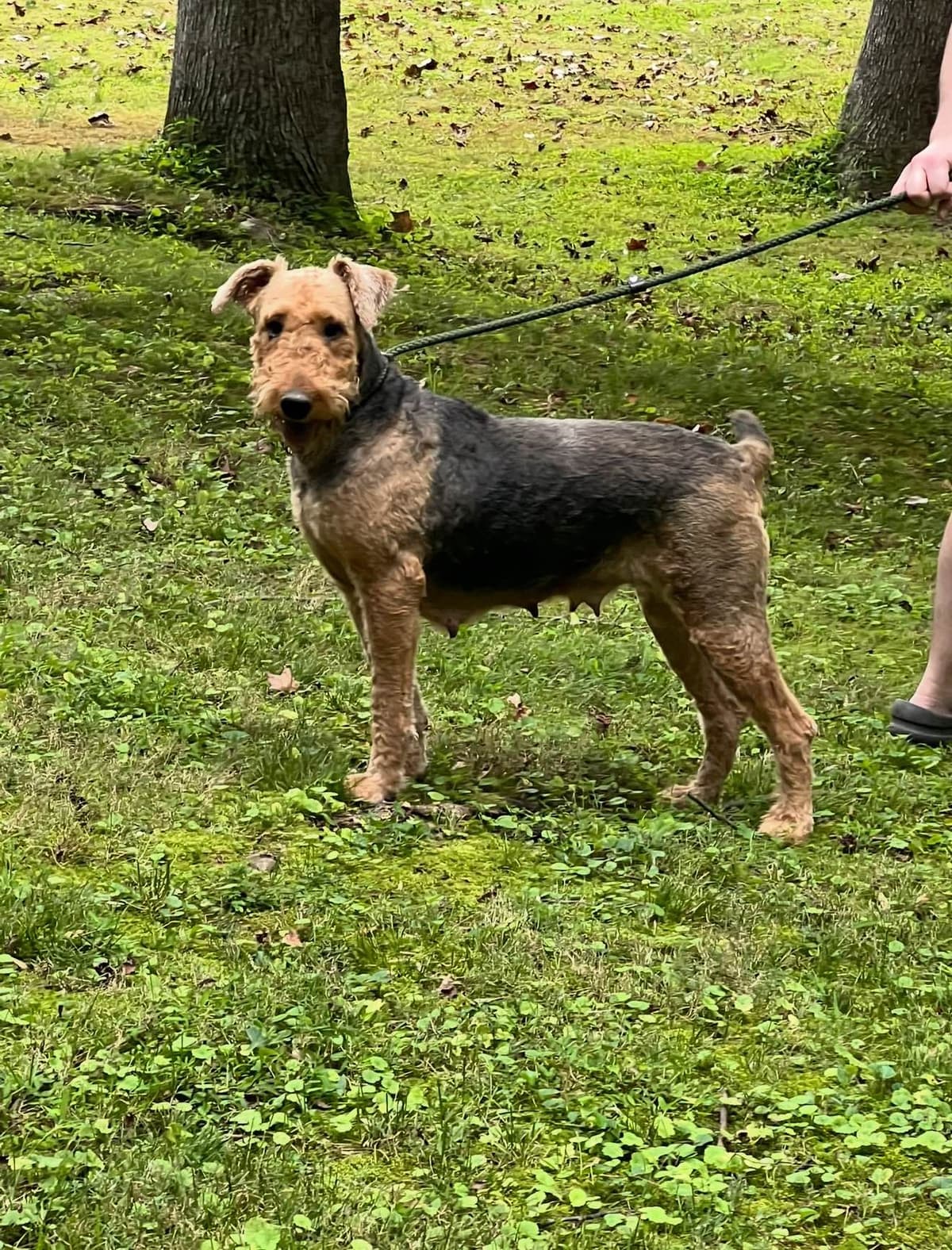 Airedale Terrier Puppies breeder image 22