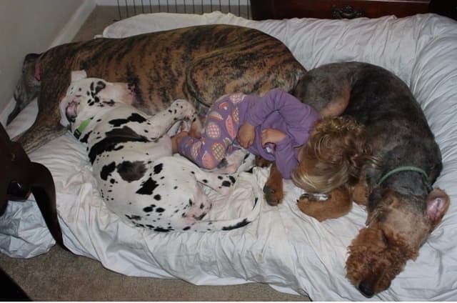 Airedale Terrier Puppies media 2