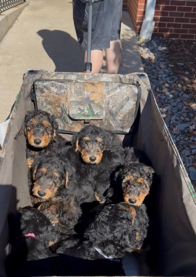 Airedale Terrier Puppies media 5