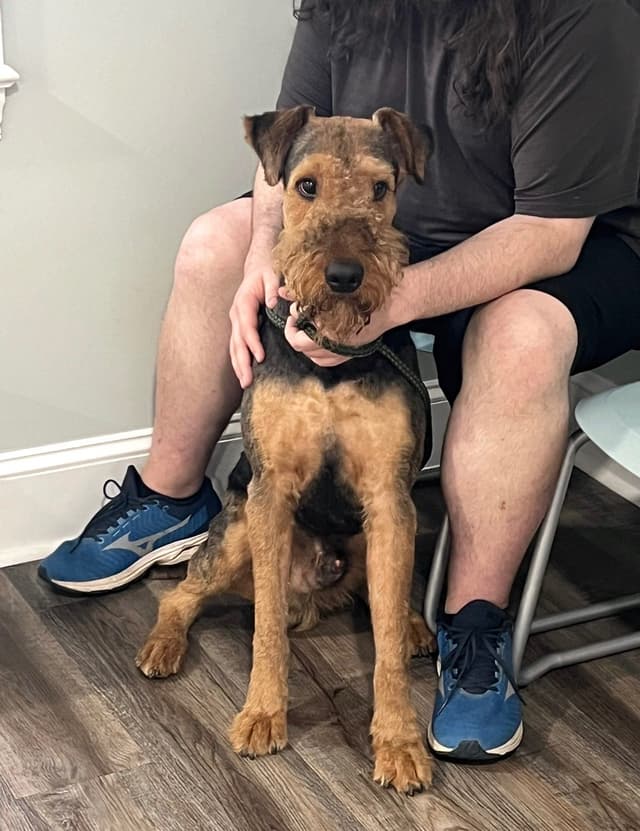 Airedale Terrier Puppies media 6