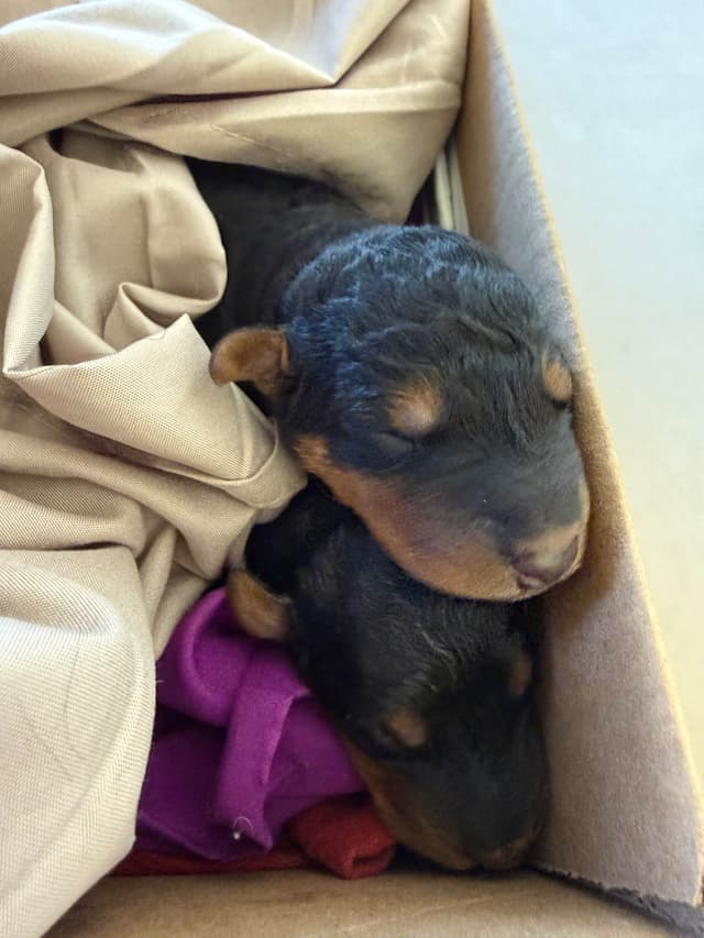 Airedale Terrier Puppies media 8