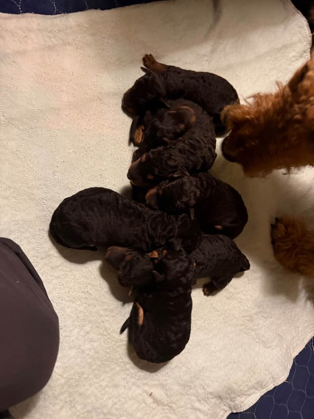 Airedale Terrier Puppies media 10