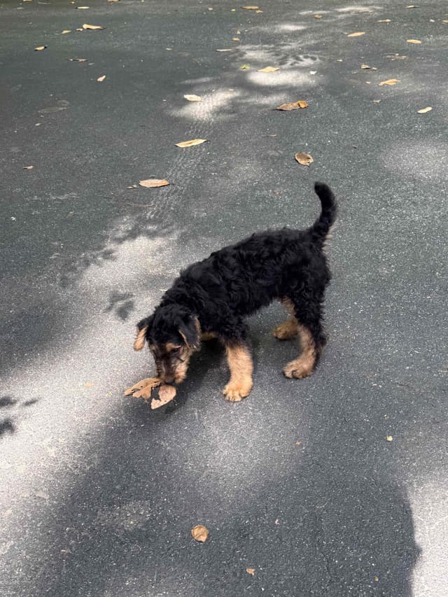 Airedale Terrier Puppies media 11